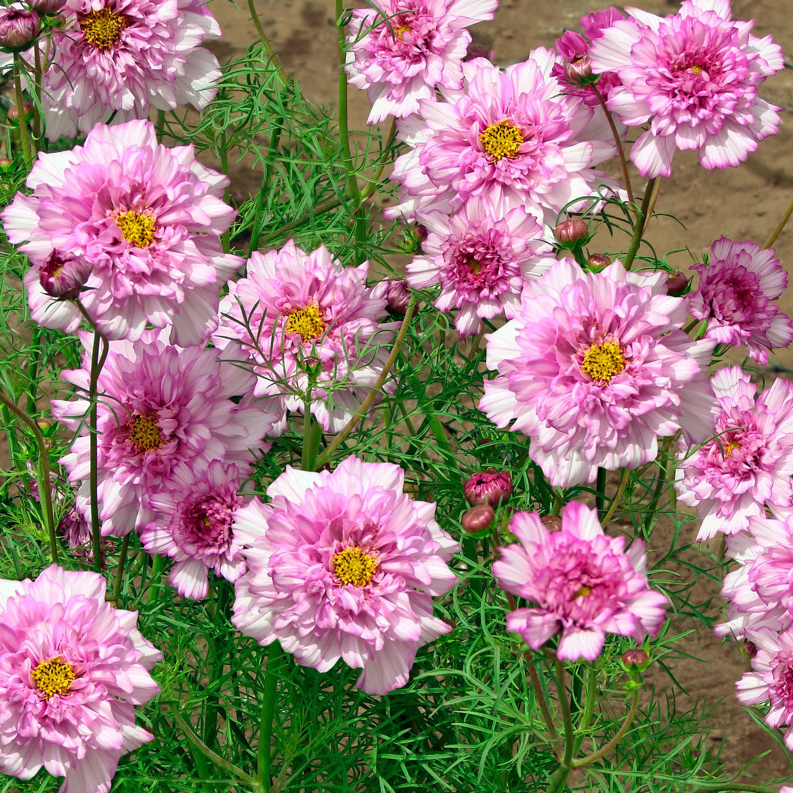 Cosmos Double Click Bicolour Pink