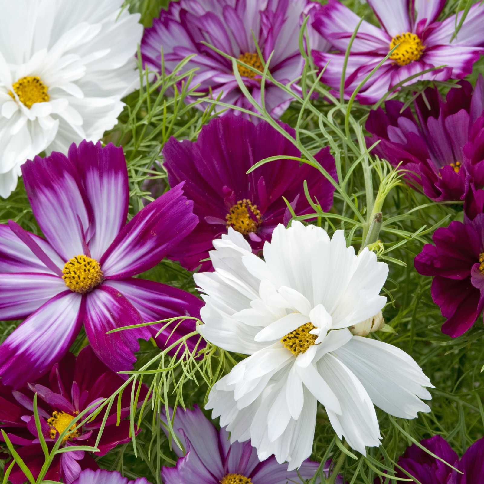 Cosmos Fizzy Mixed