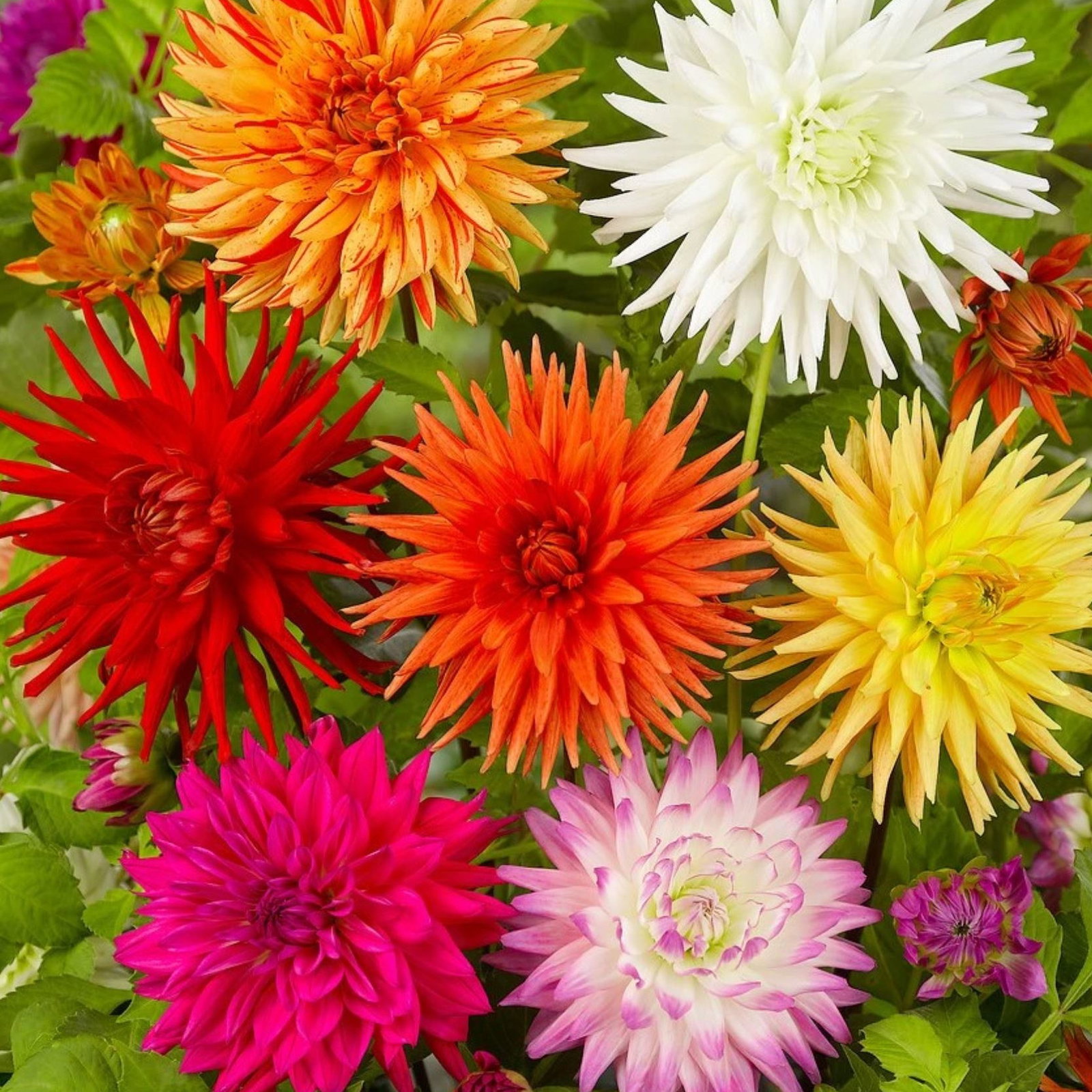 Dahlia Cactus Hybrid Mix