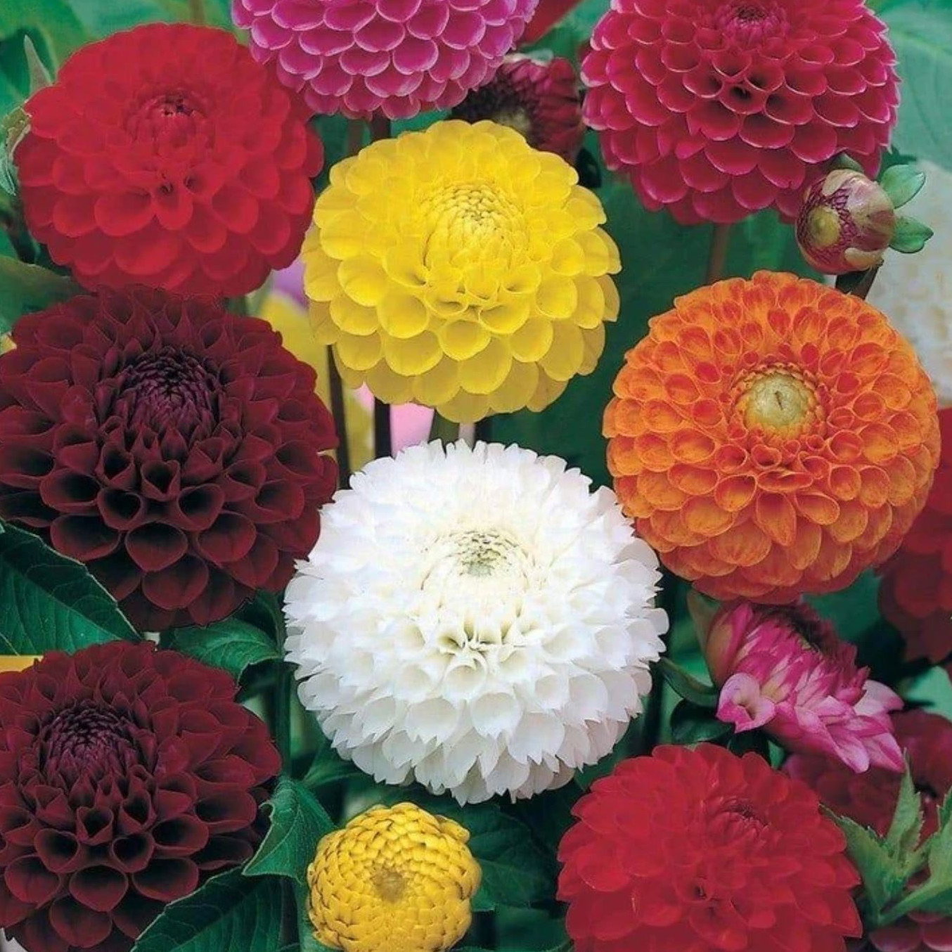 Dahlia Pompone Double Mix