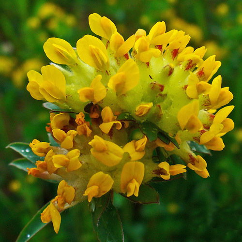 60 Anthyllis Vulneraria