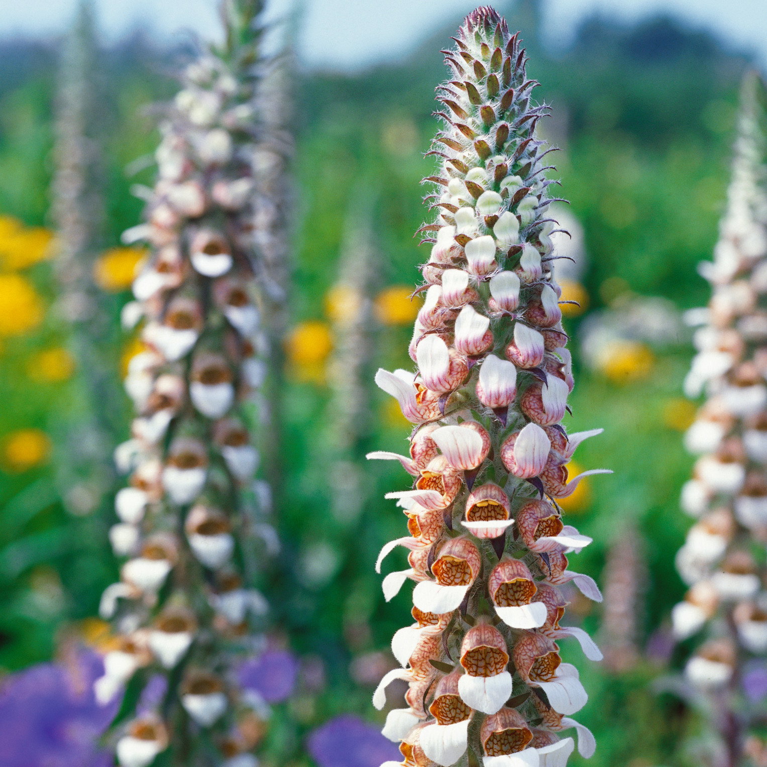 Digitalis Lanata