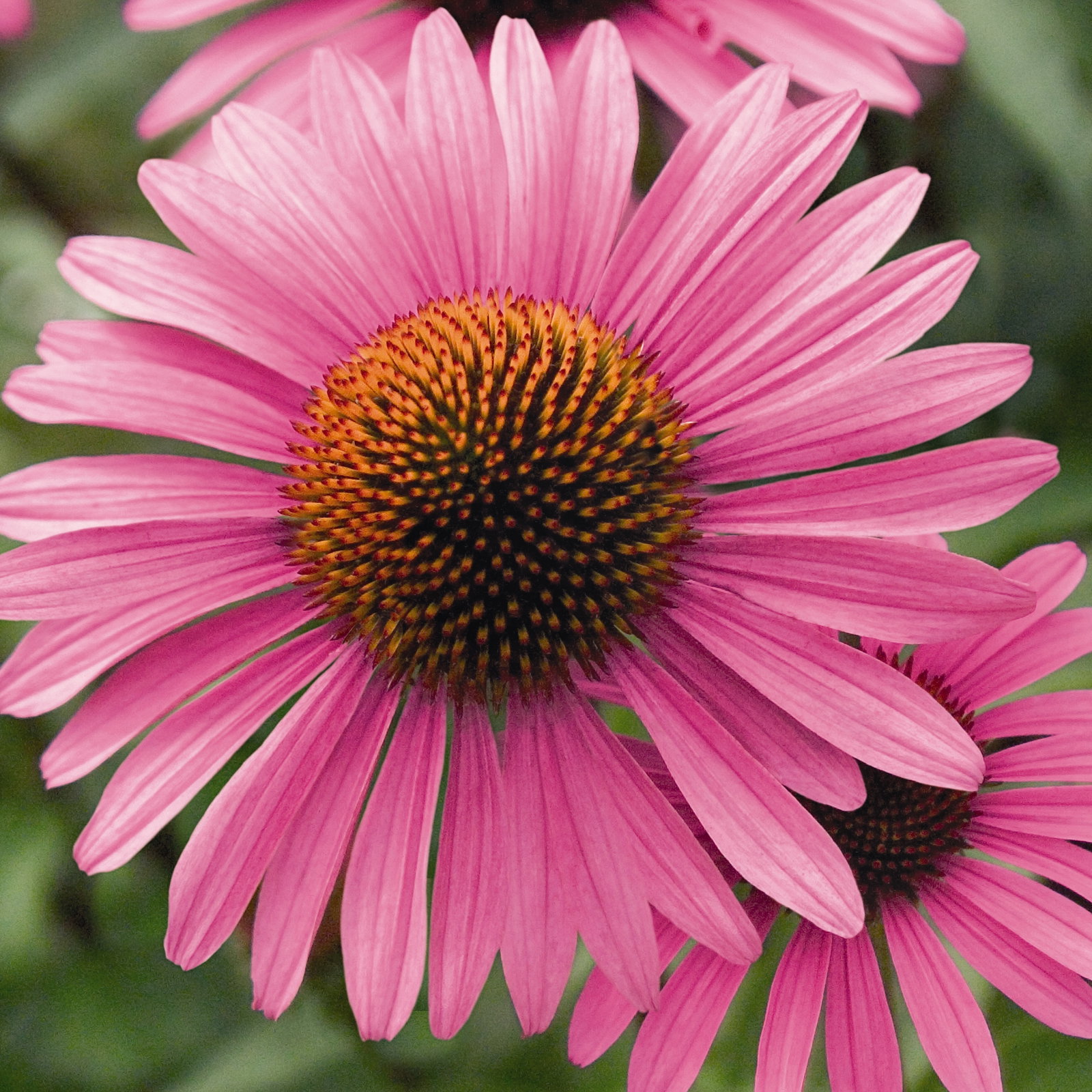 Echinacea Primadonna Deep Rose Pink