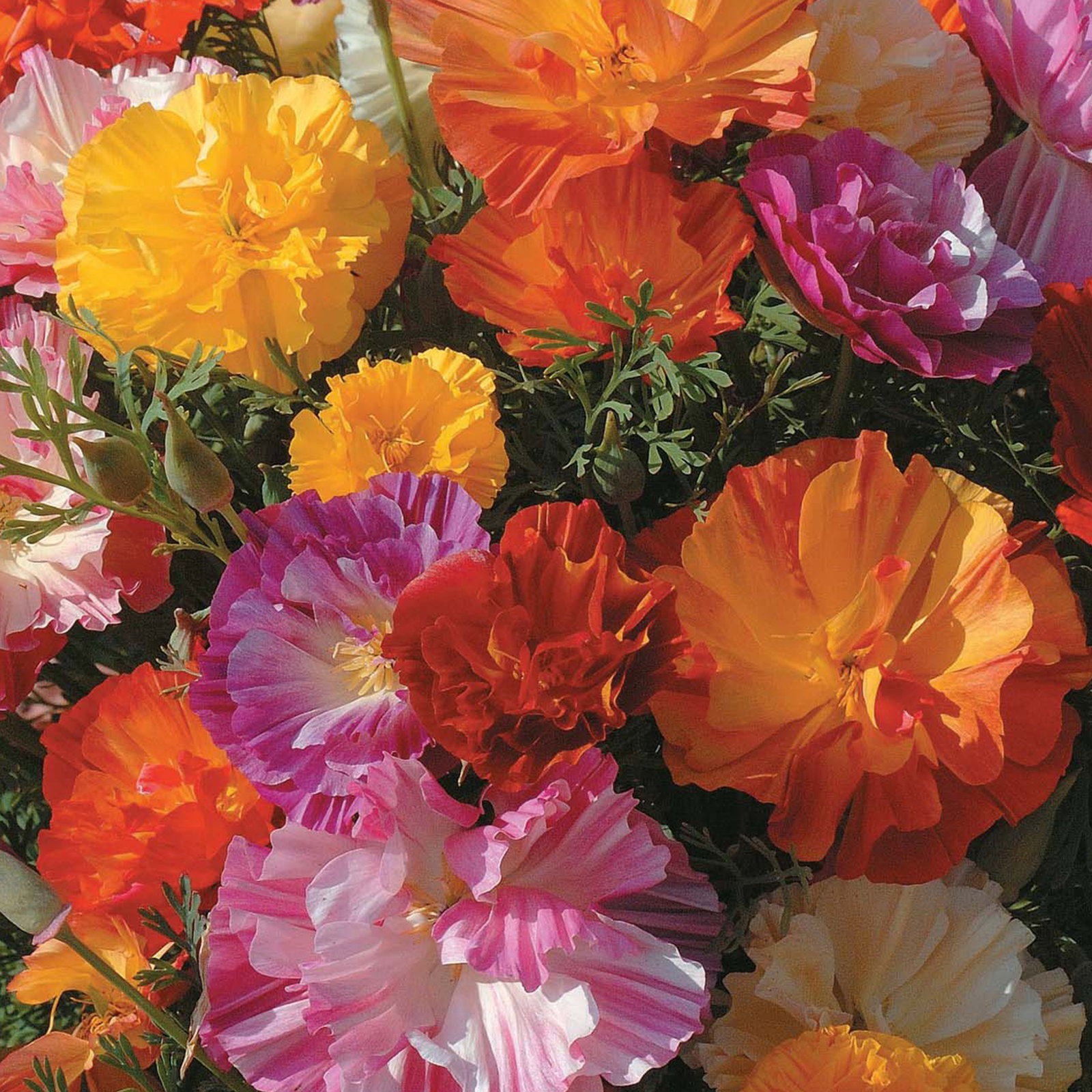 Eschscholtzia Californian Poppy Jelly Beans