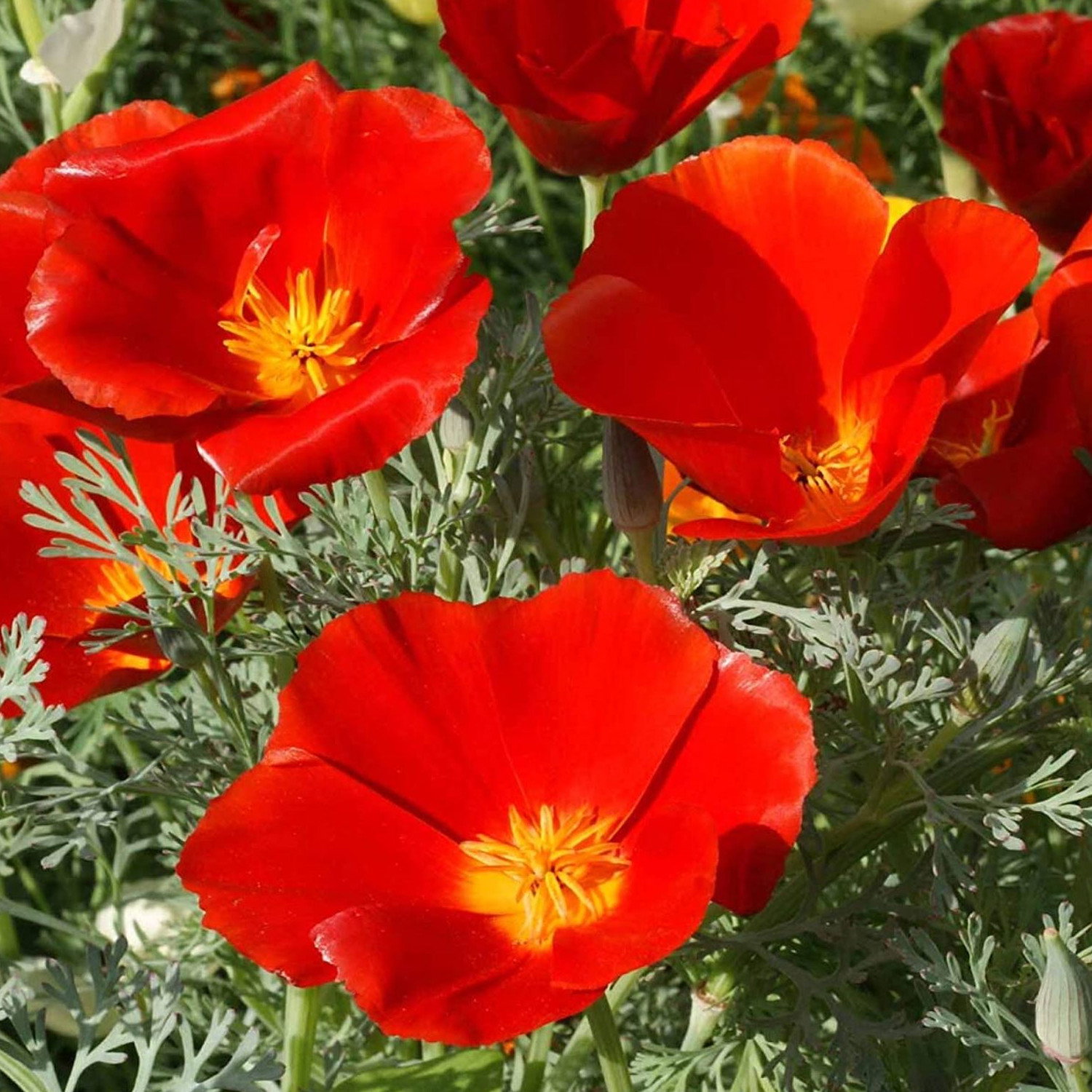 Escholtzia Red Chief