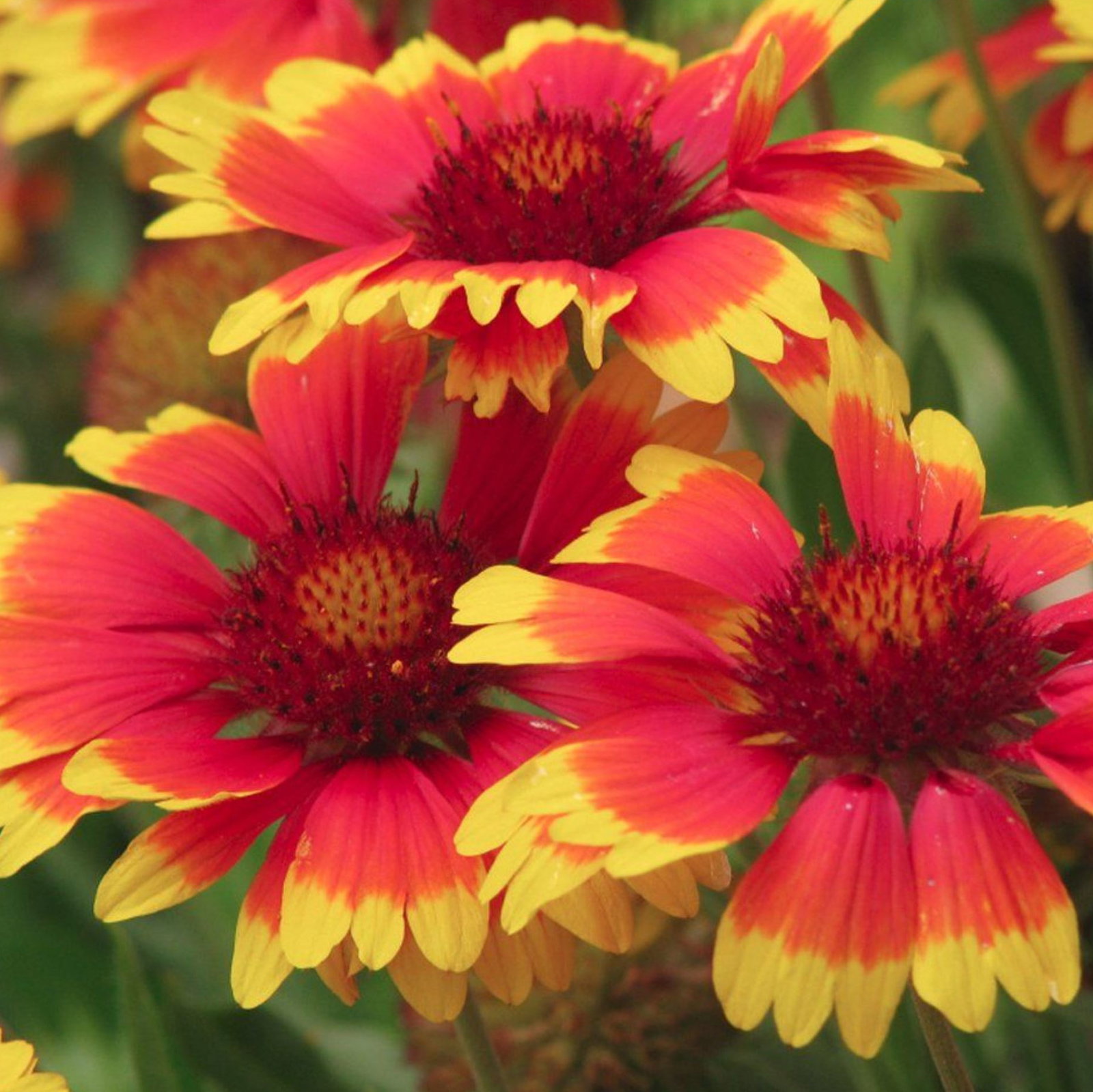 Gaillardia Goblin