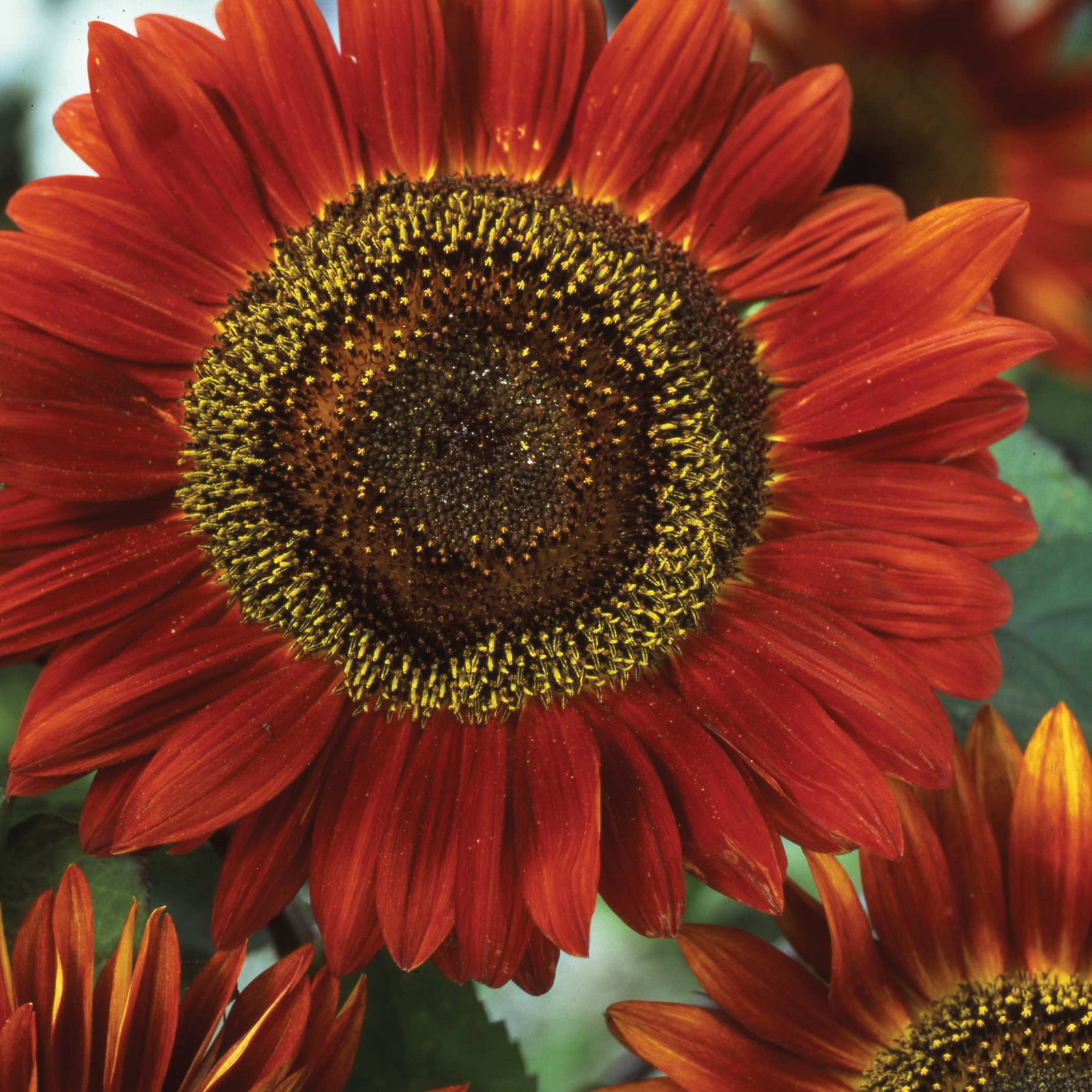 Helianthus Red Sun