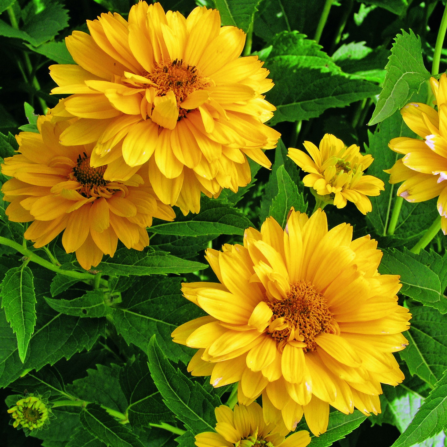 Heliopsis Summer Sun