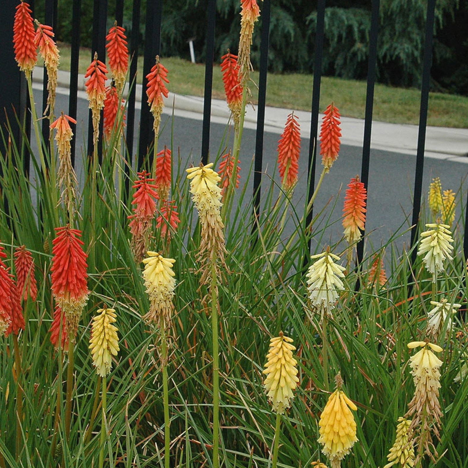 Kniphofia Crown Hybrids