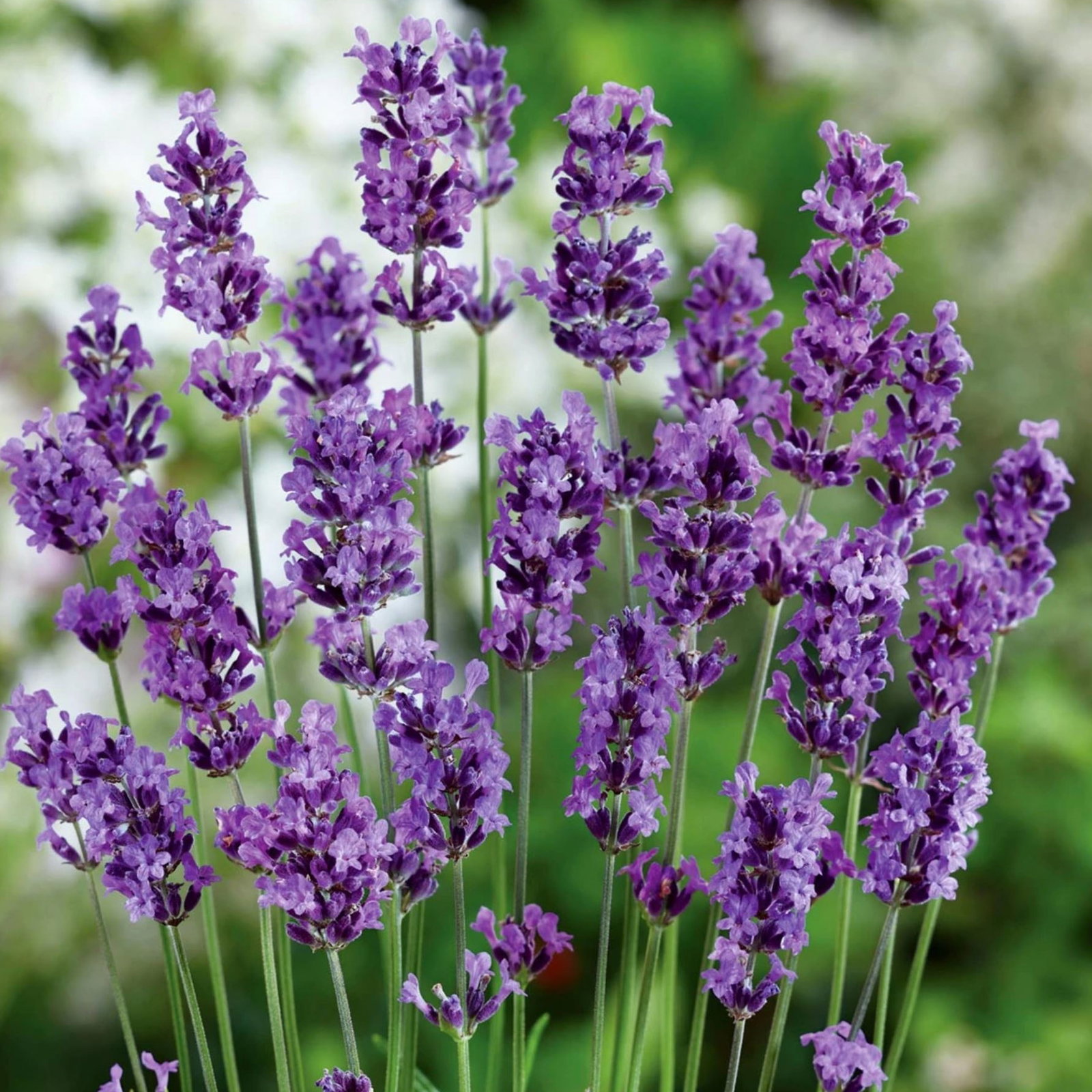Lavandula Munstead Dwarf