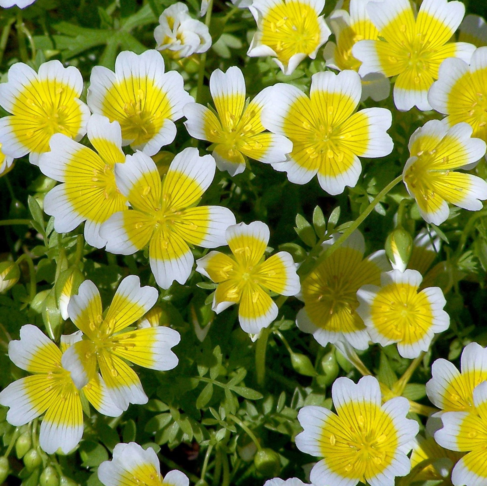 Limnanthes Douglasii