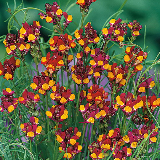 Linaria Spanish Dancer