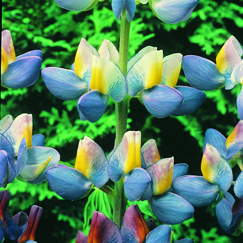 Lupin Sunrise