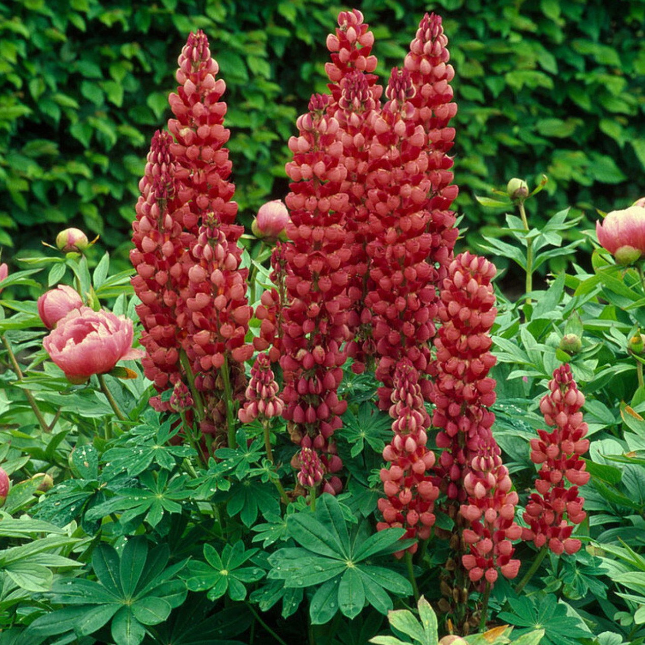 Lupinus X Russellii My Castle