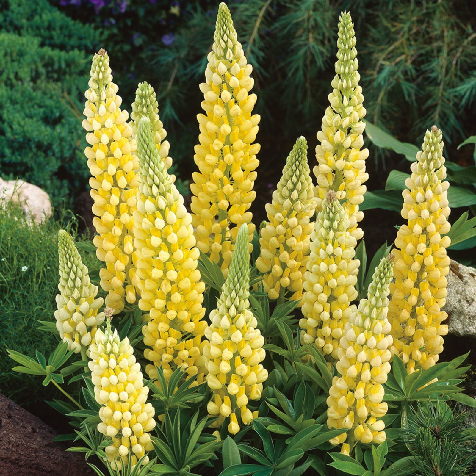 Lupinus X Russellii Chandelier