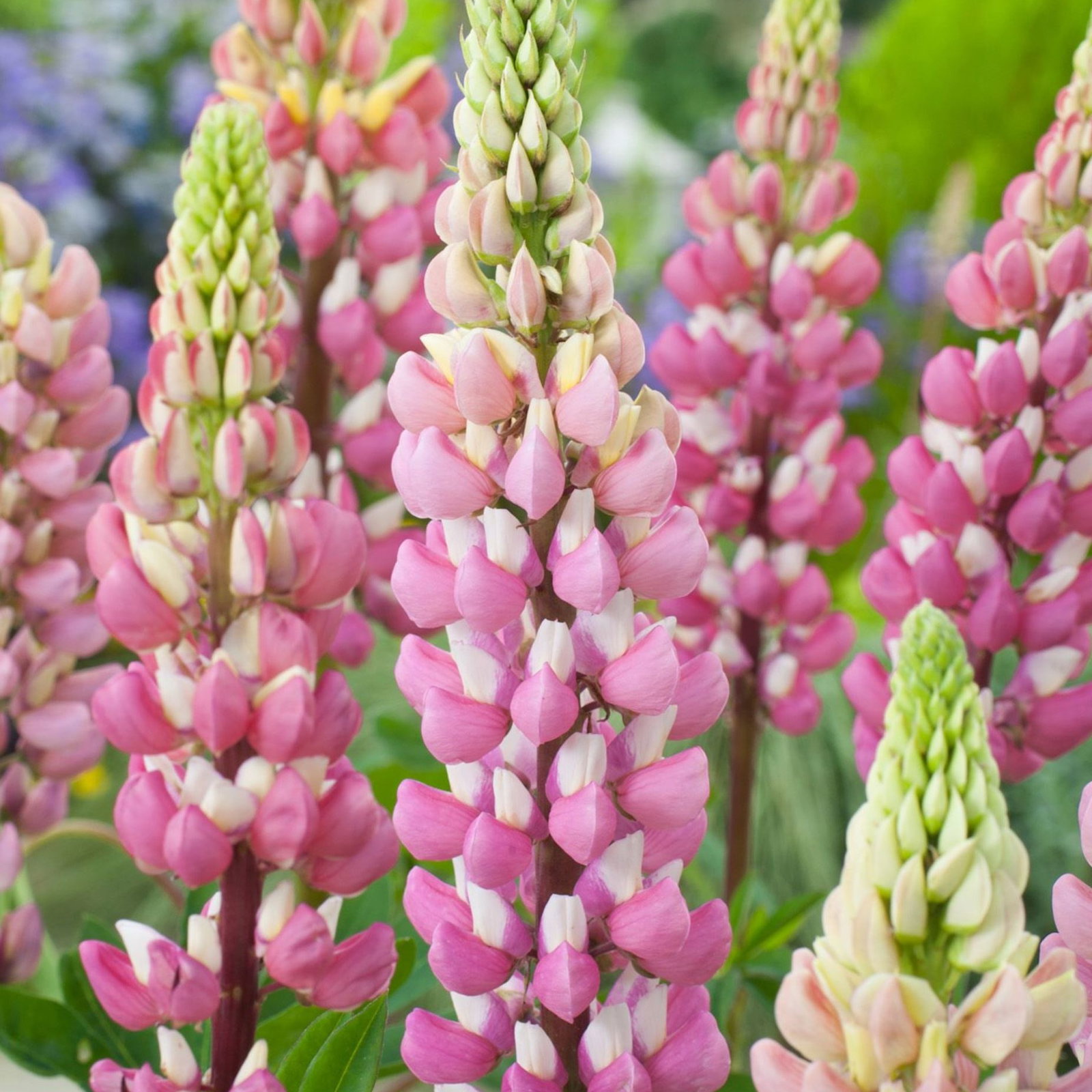 Lupinus X Russellii Chatelaine