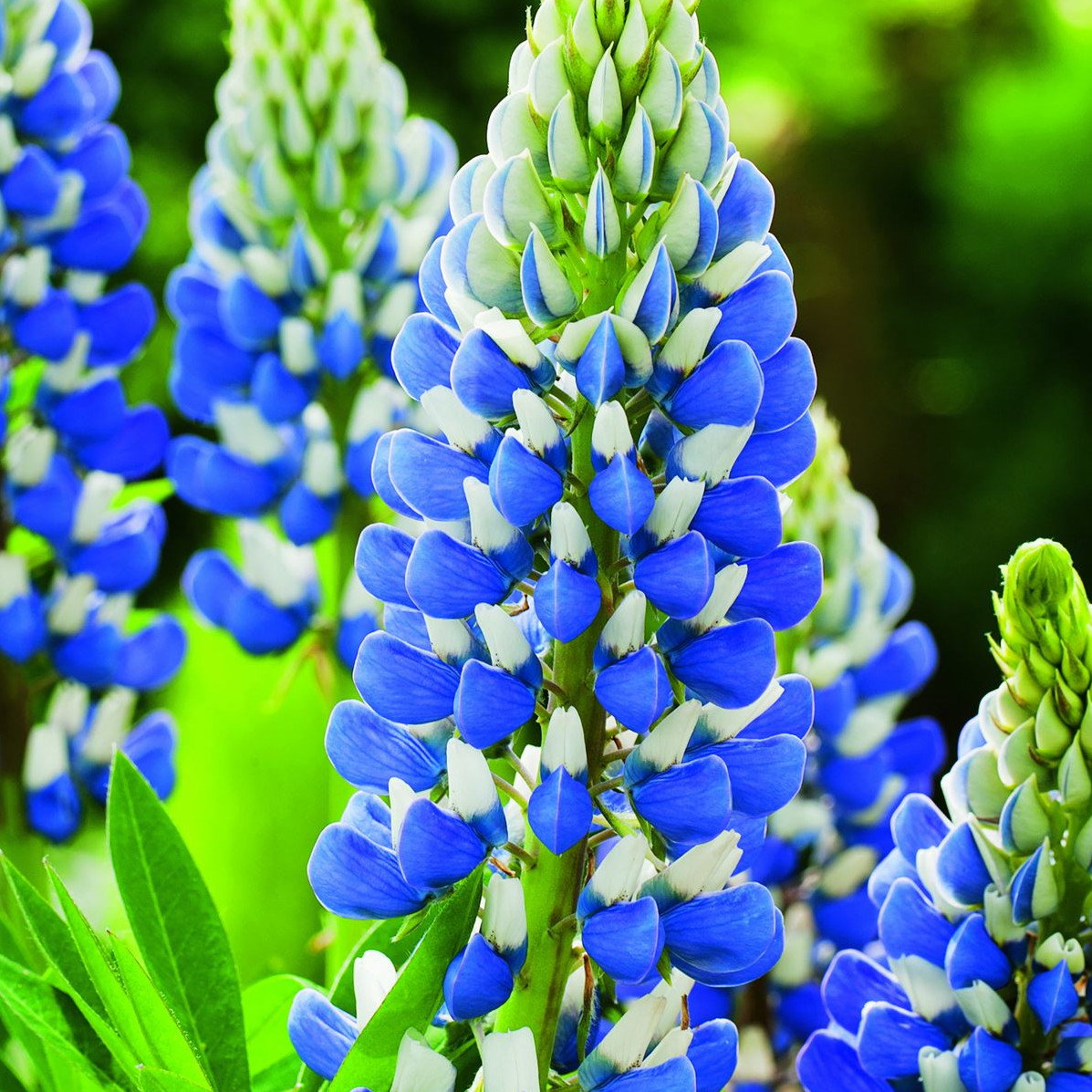Lupinus X Russellii The Governor