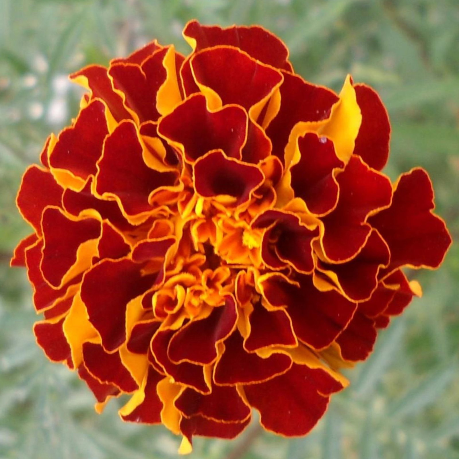 Marigold Spanish Brocade