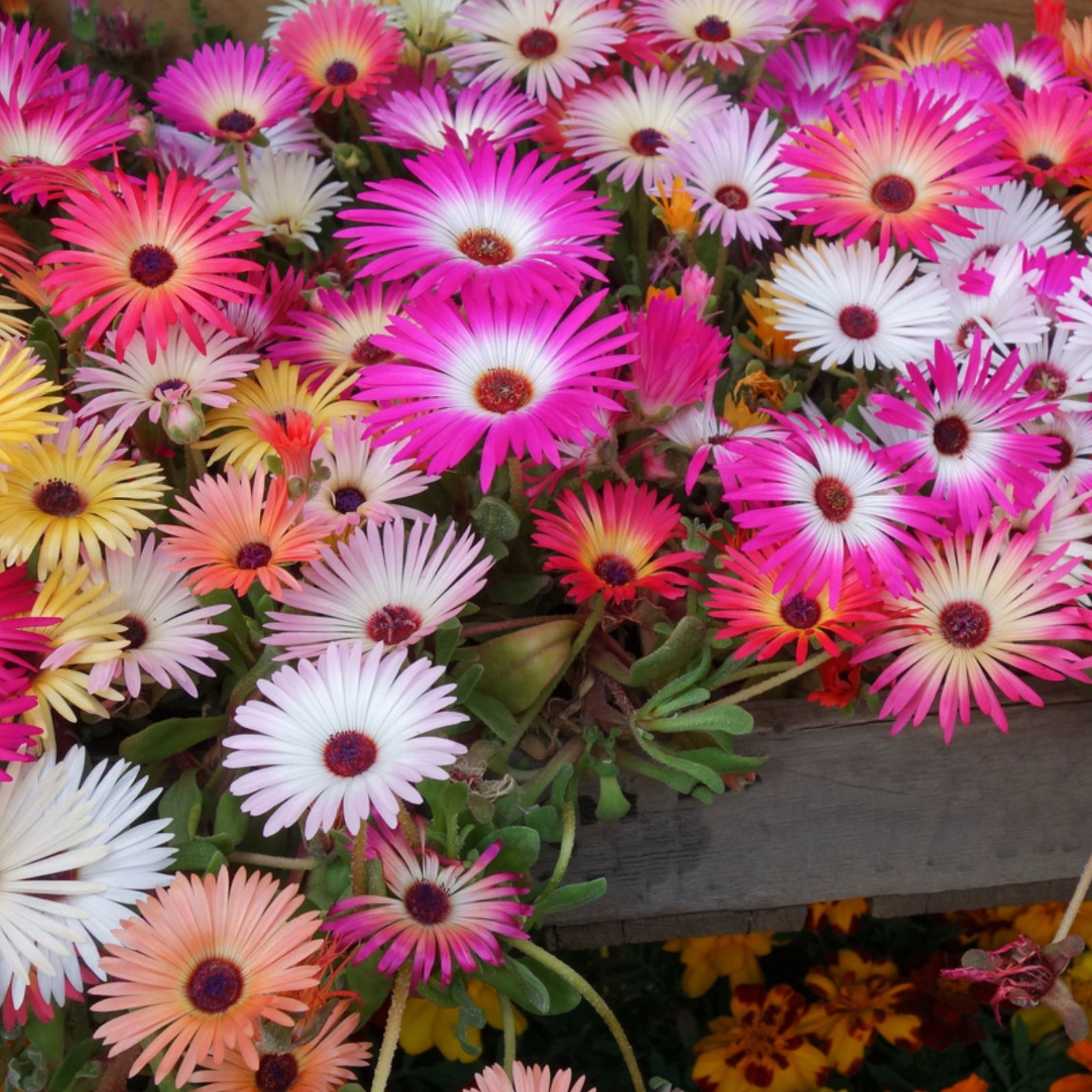 Mesybreanthemum Harlequin Mix