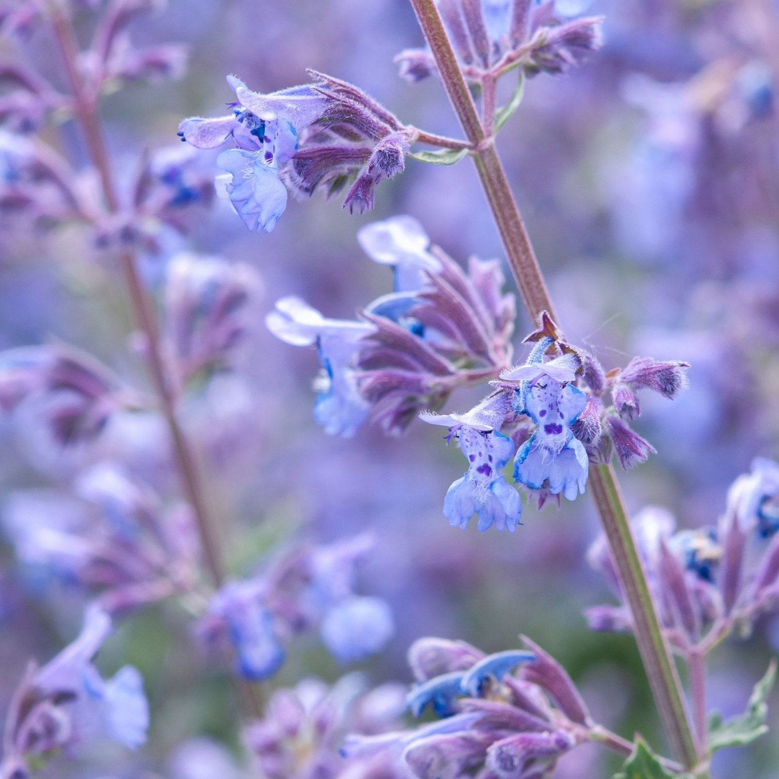 Nepeta Mussinii