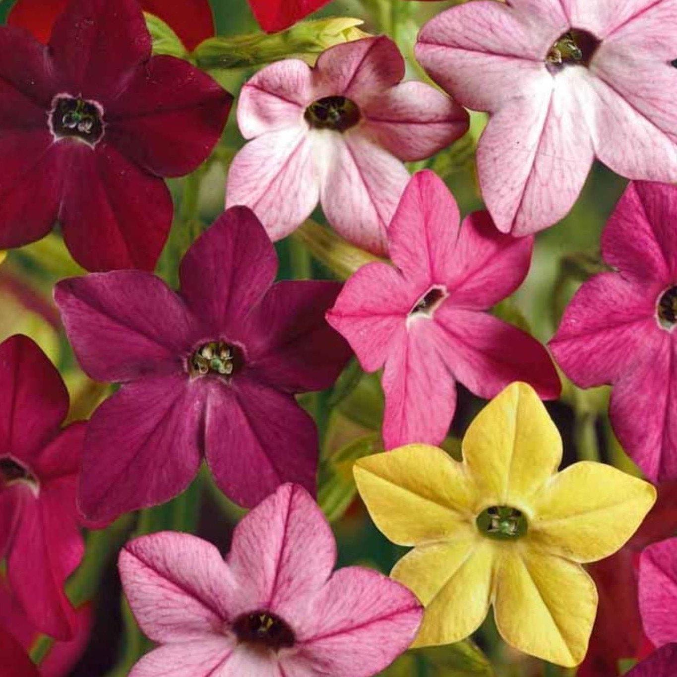 Nicotiana Sensation Mix