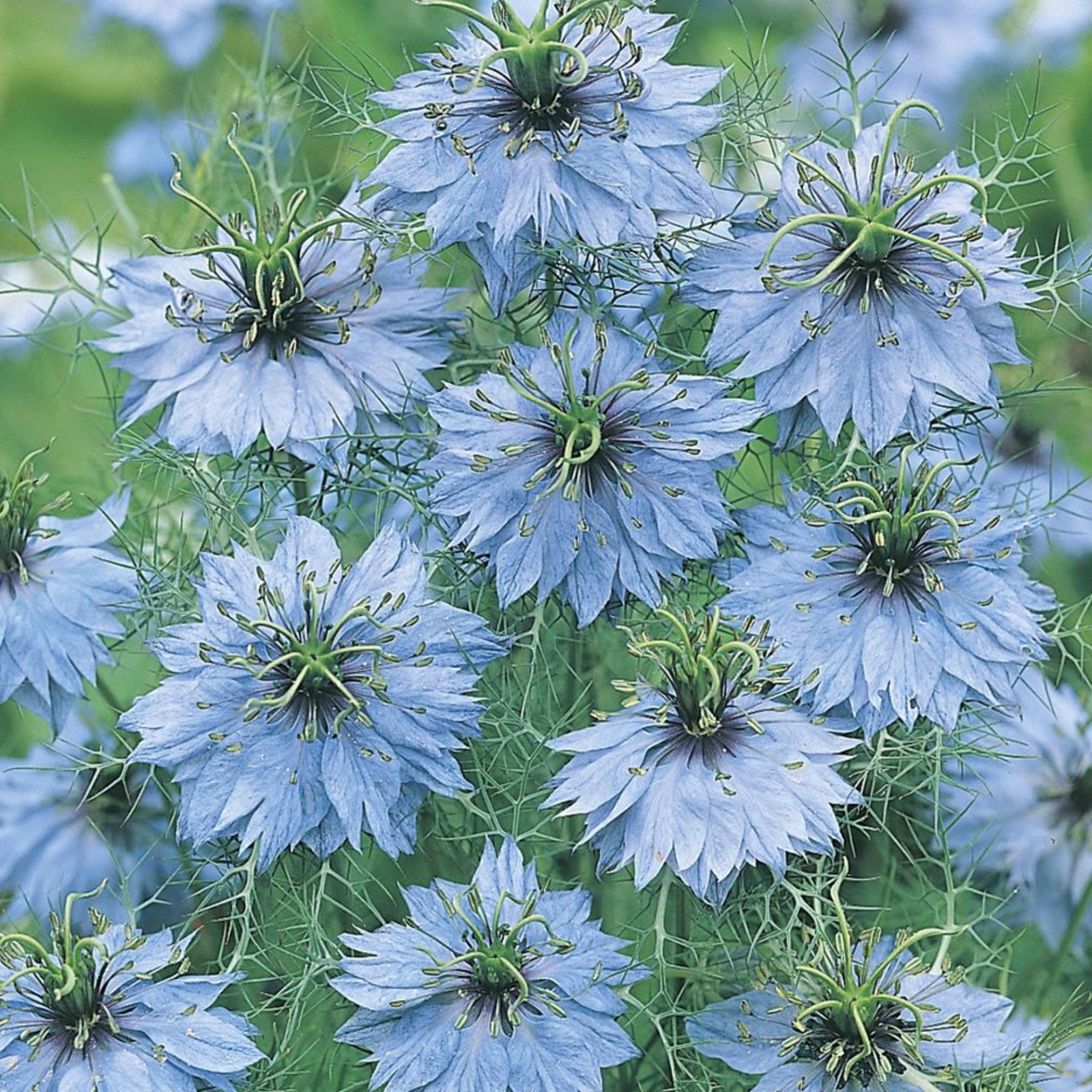 Nigella Miss Jekyll Light Blue