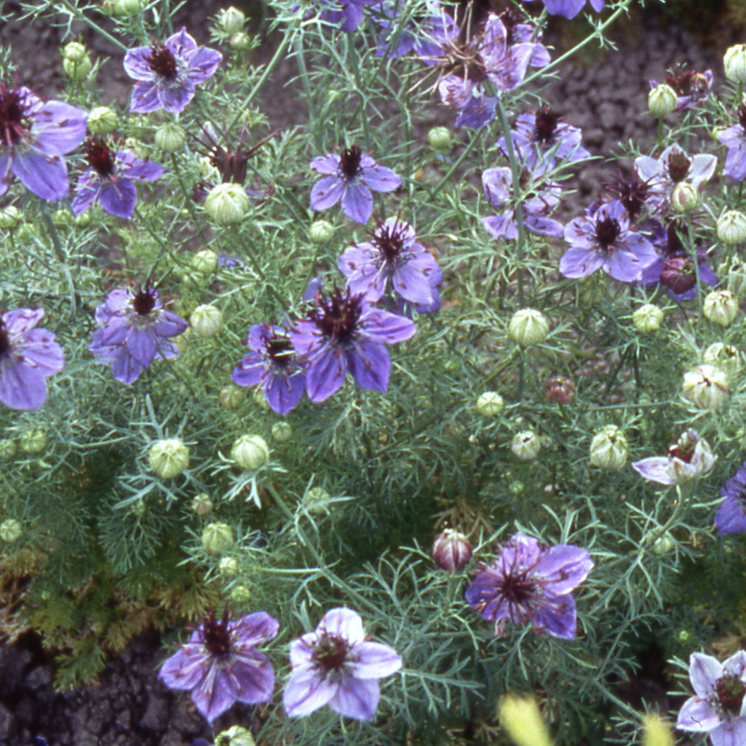Nigella Hispanica Oxford Blue