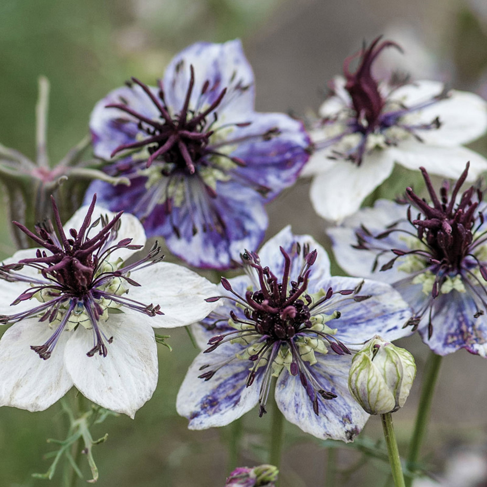 Nigella Delft Blue