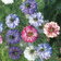 Nigella Persian Jewels Mixed