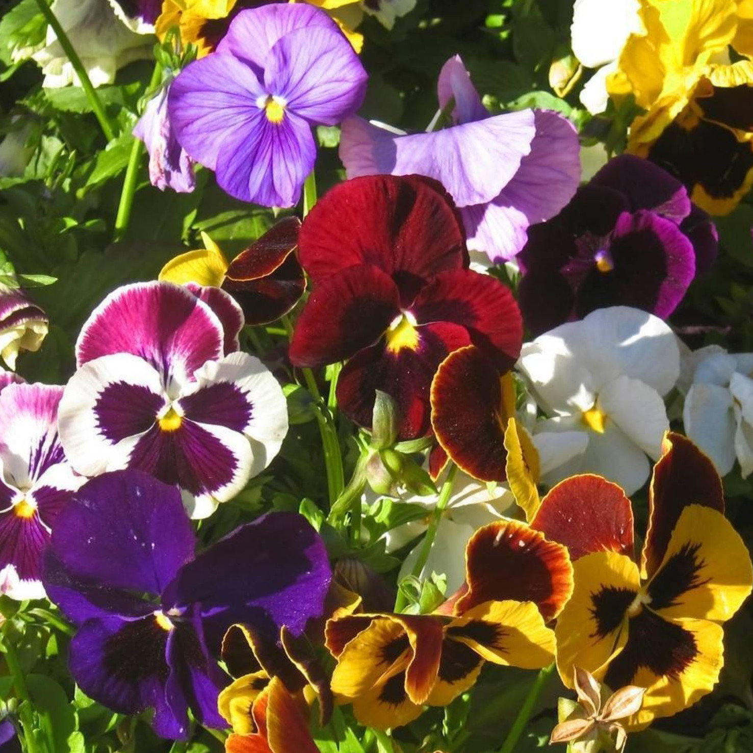 Pansy Swiss Giants Mix