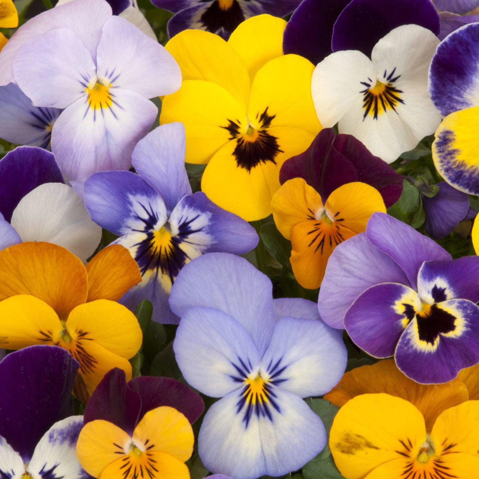 Pansy Clear Crystal Blended Mix