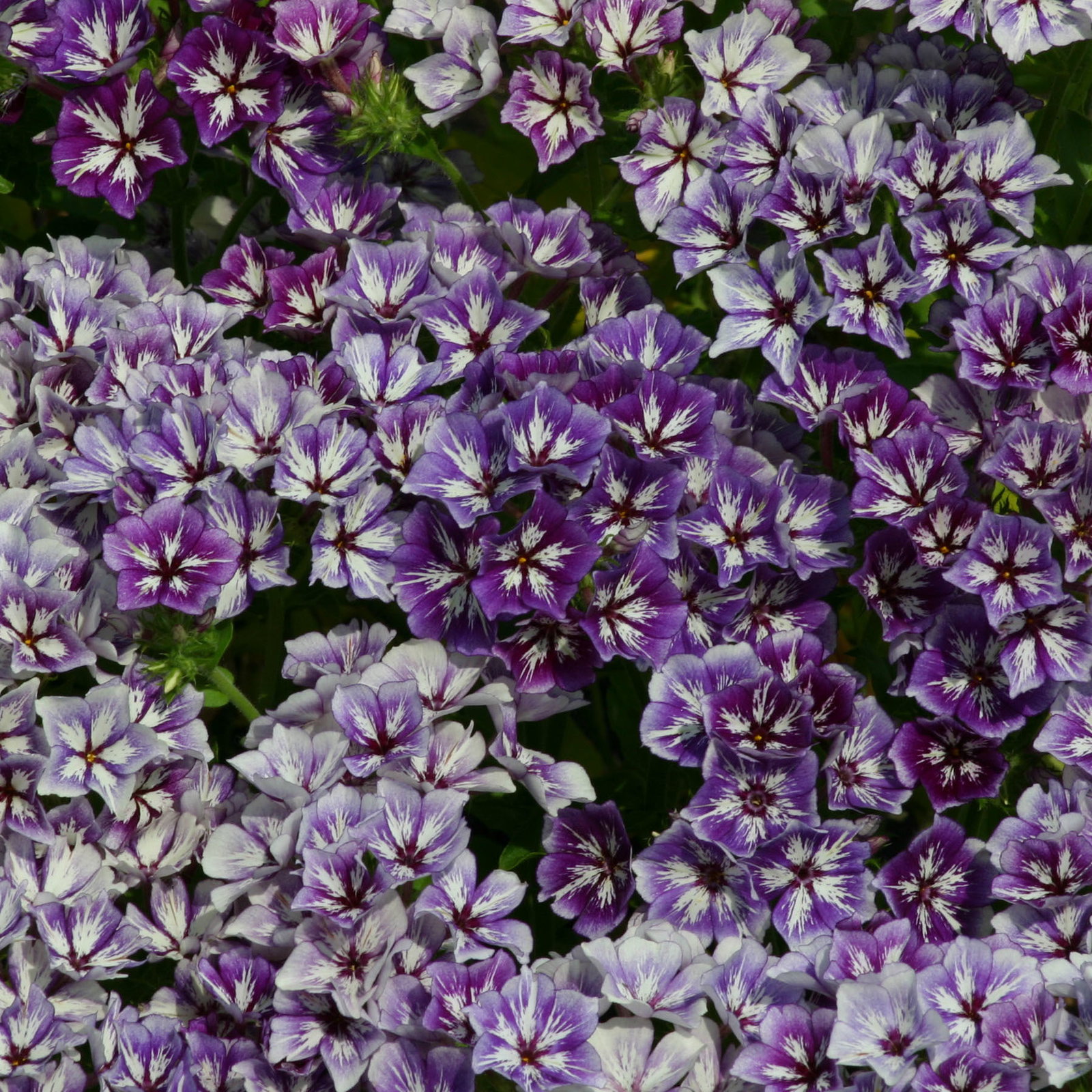 Phlox Drummondii Sugar Stars