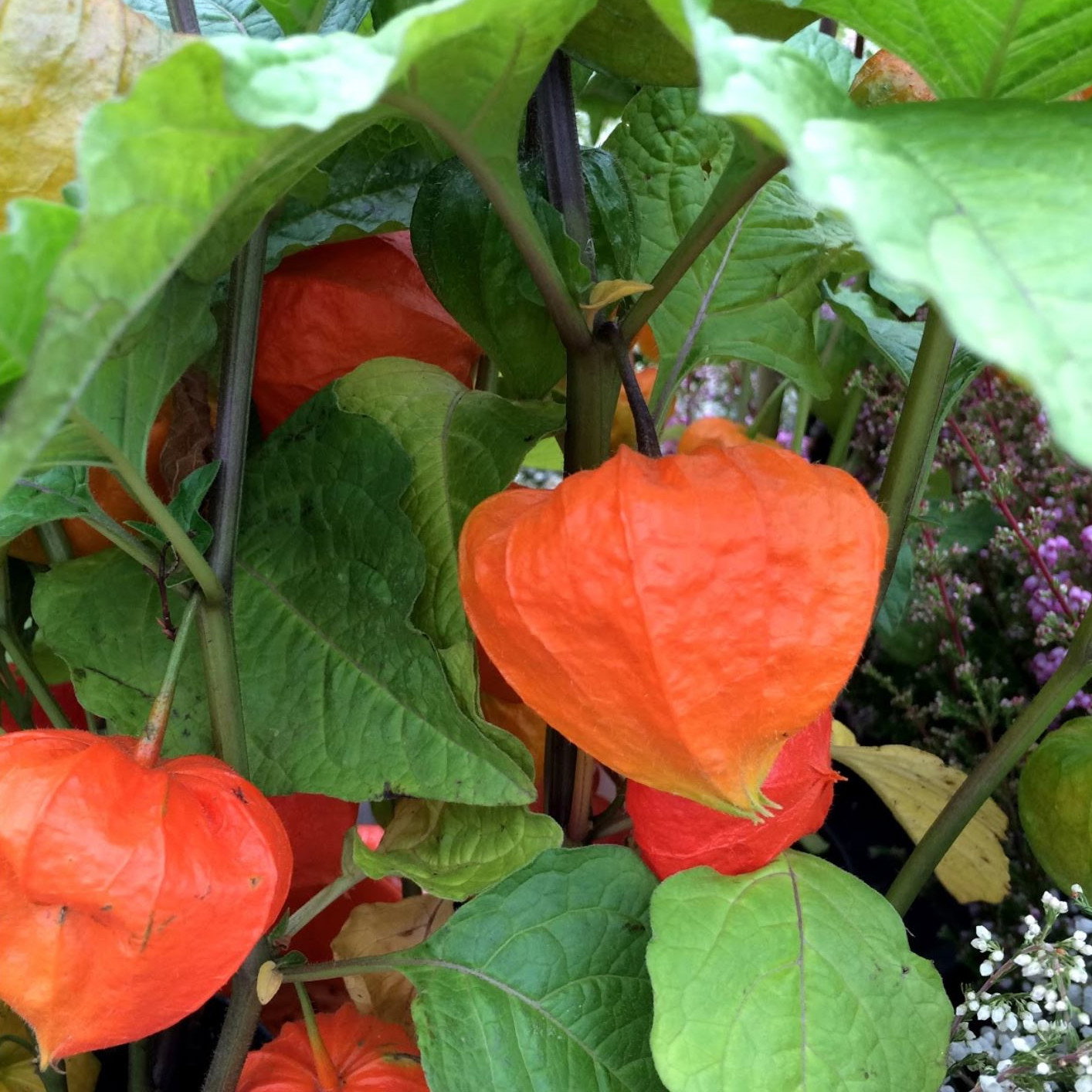 Physalis Franchetii