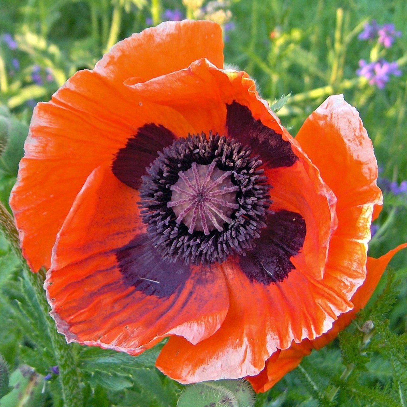 Papaver Orientale Brilliant
