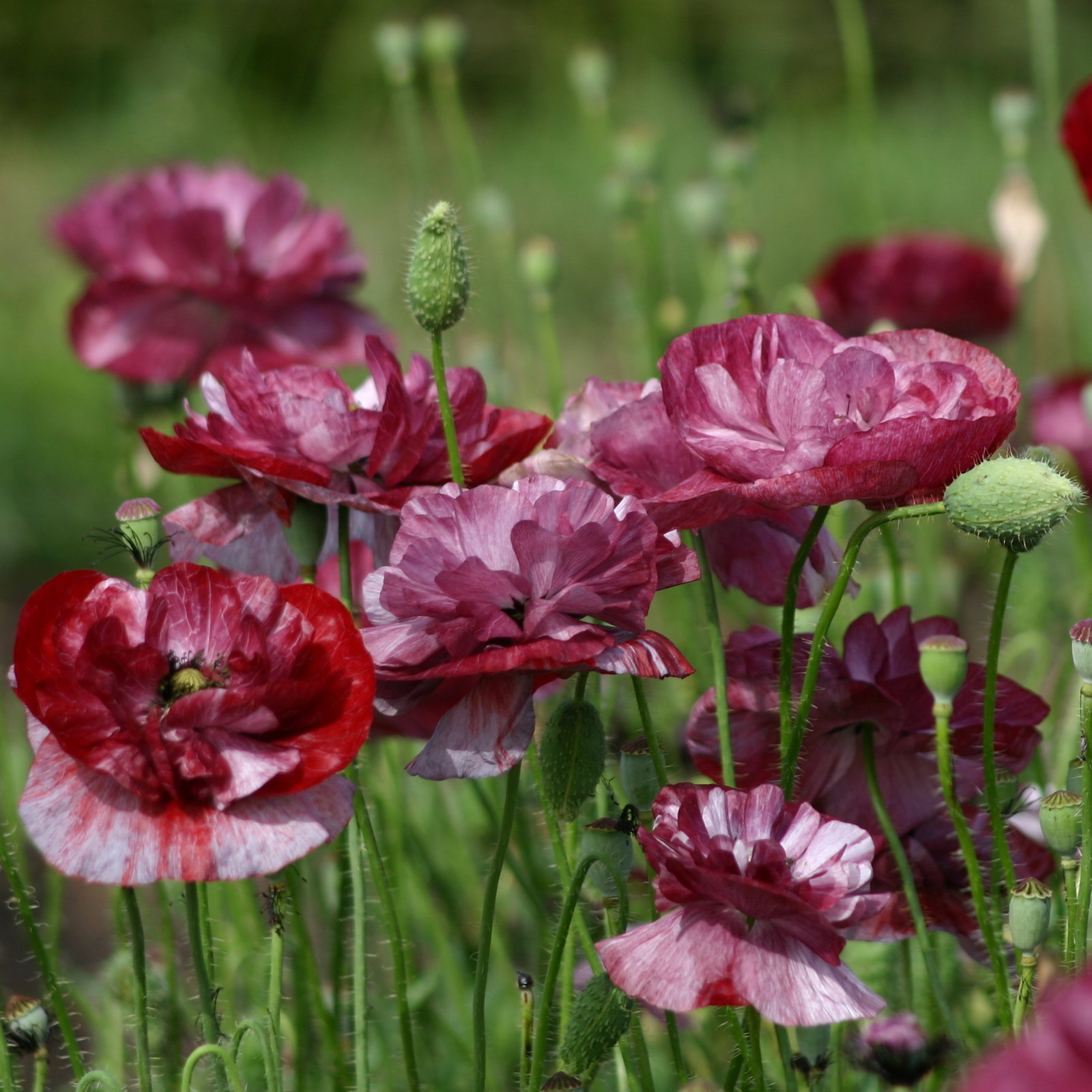 Papaver Pandora