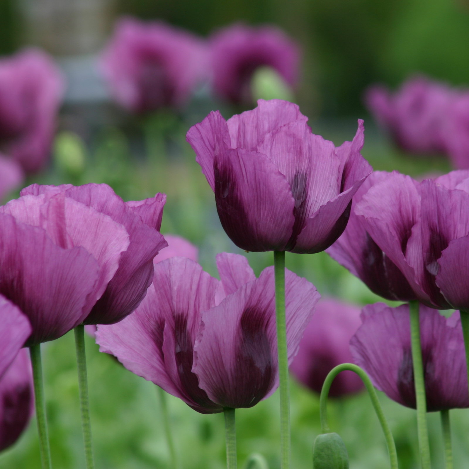 Papaver Hungarian Blue