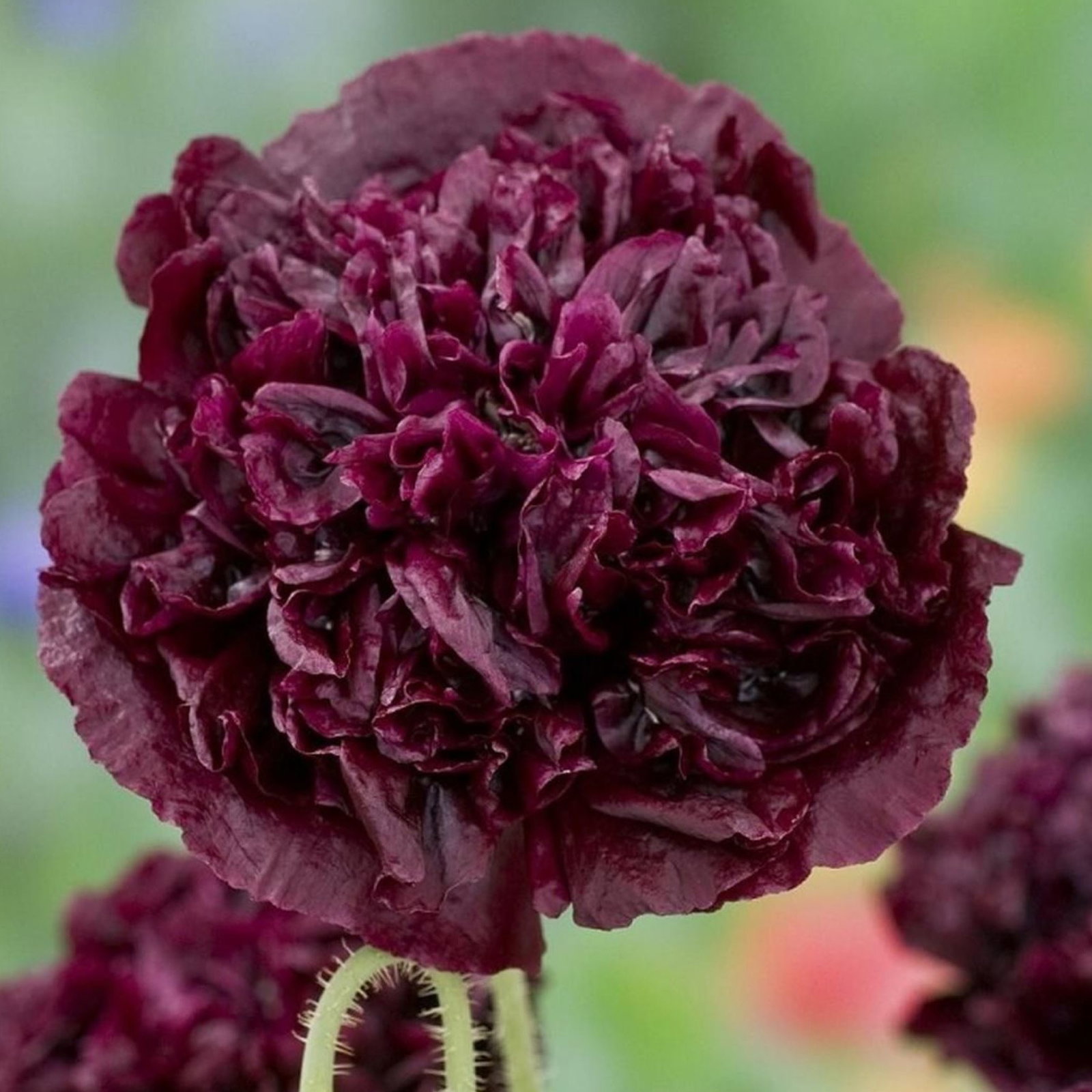 Papaver Paeoniflorum Black Peony