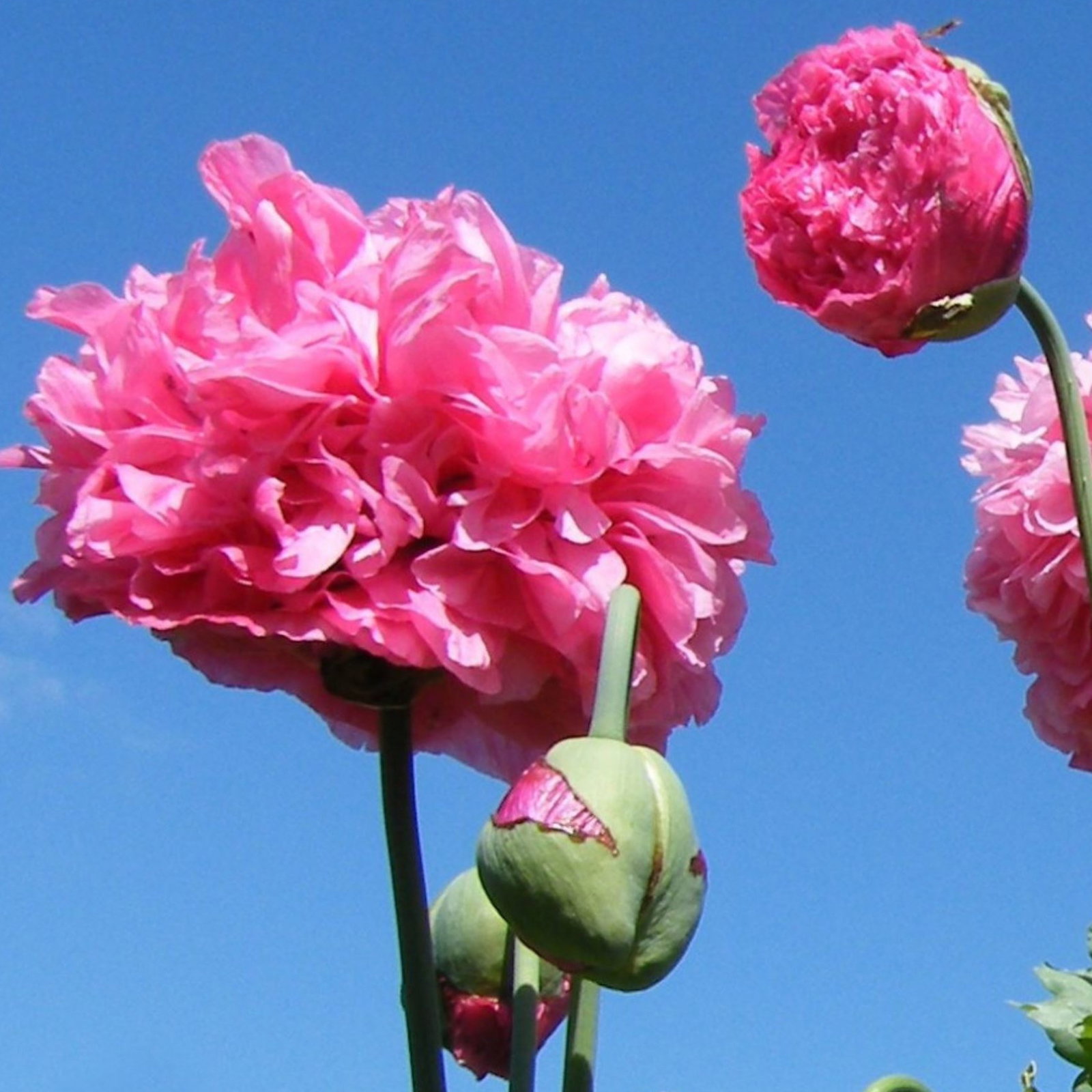 Papaver Paeoniflorum Oase
