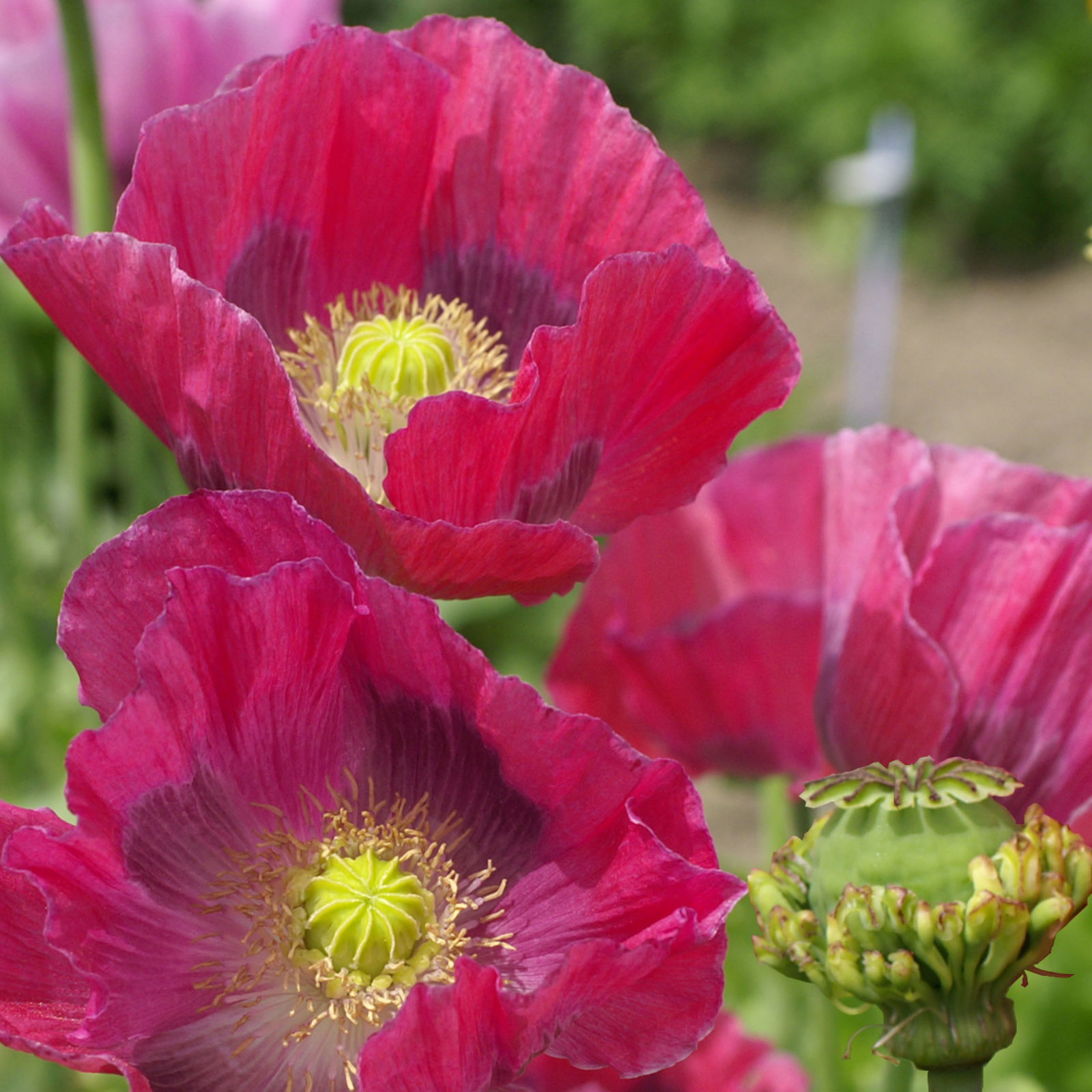 Papaver Hens Chickens