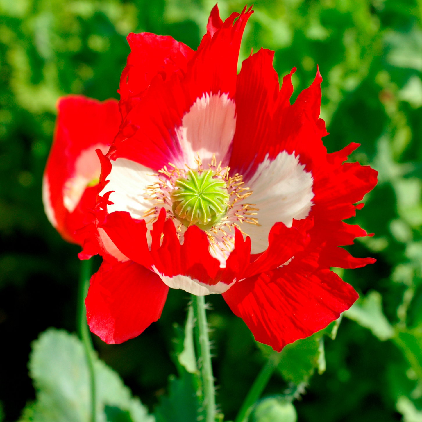 Poppy Victoria Cross