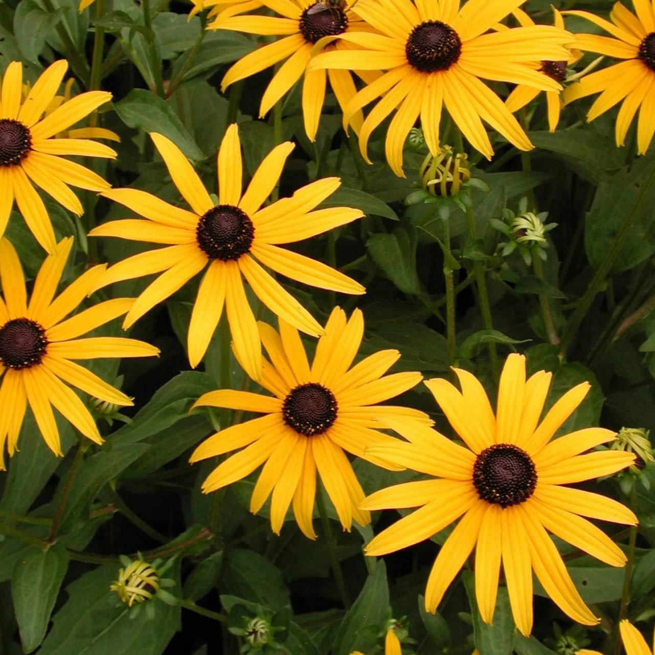 Rudbeckia Fulgrida Goldstrum