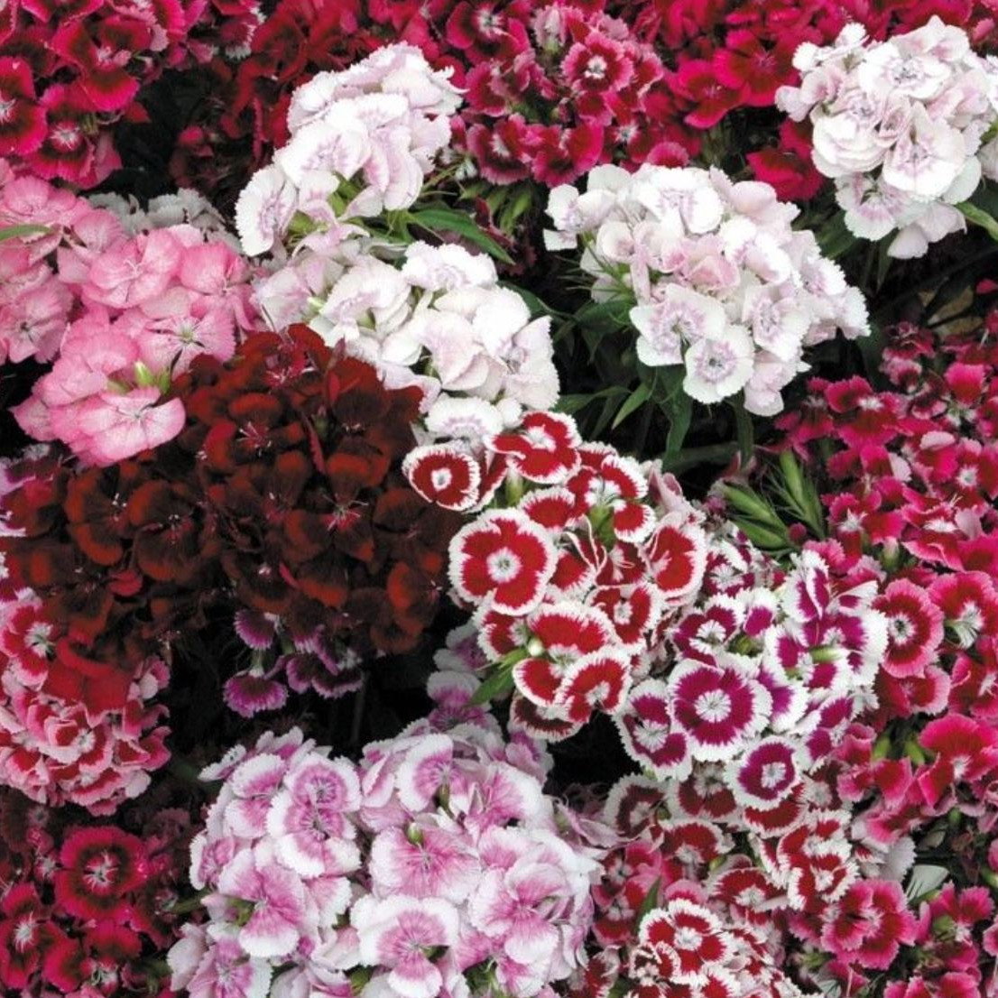 Dianthus Auricula Eyed Mix