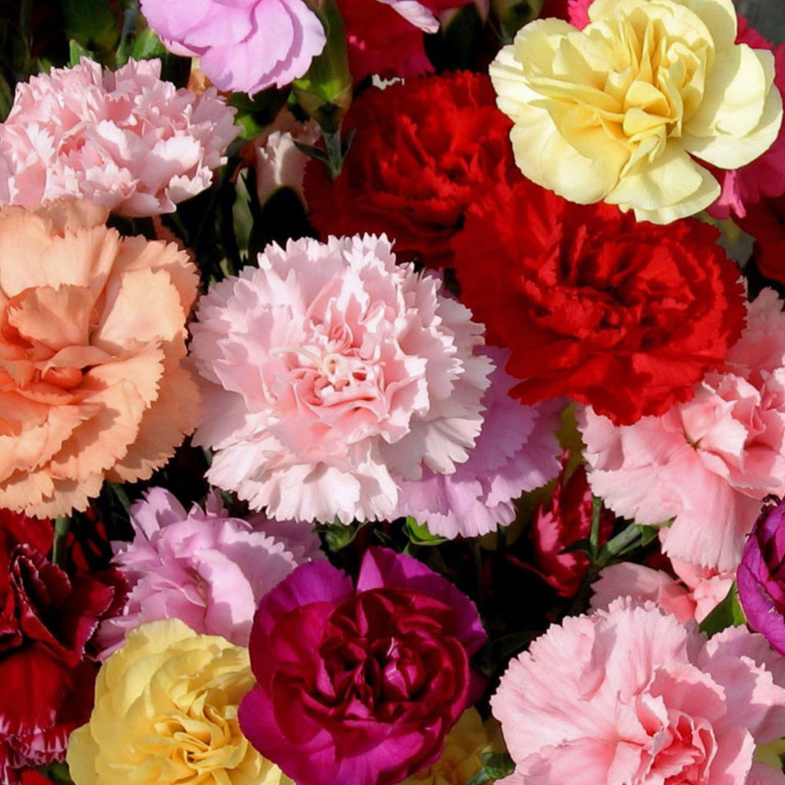 Dianthus Crown Double Mix