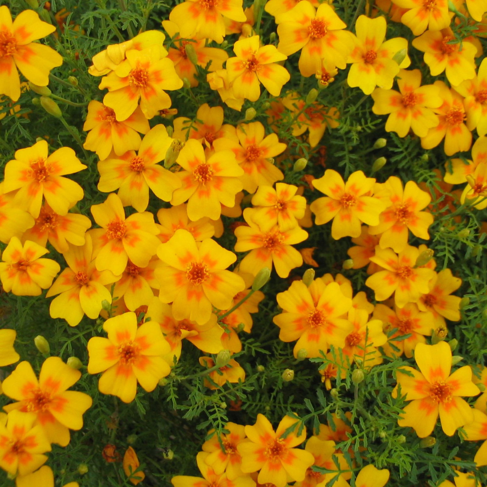 Tagetes Tangerine Gem