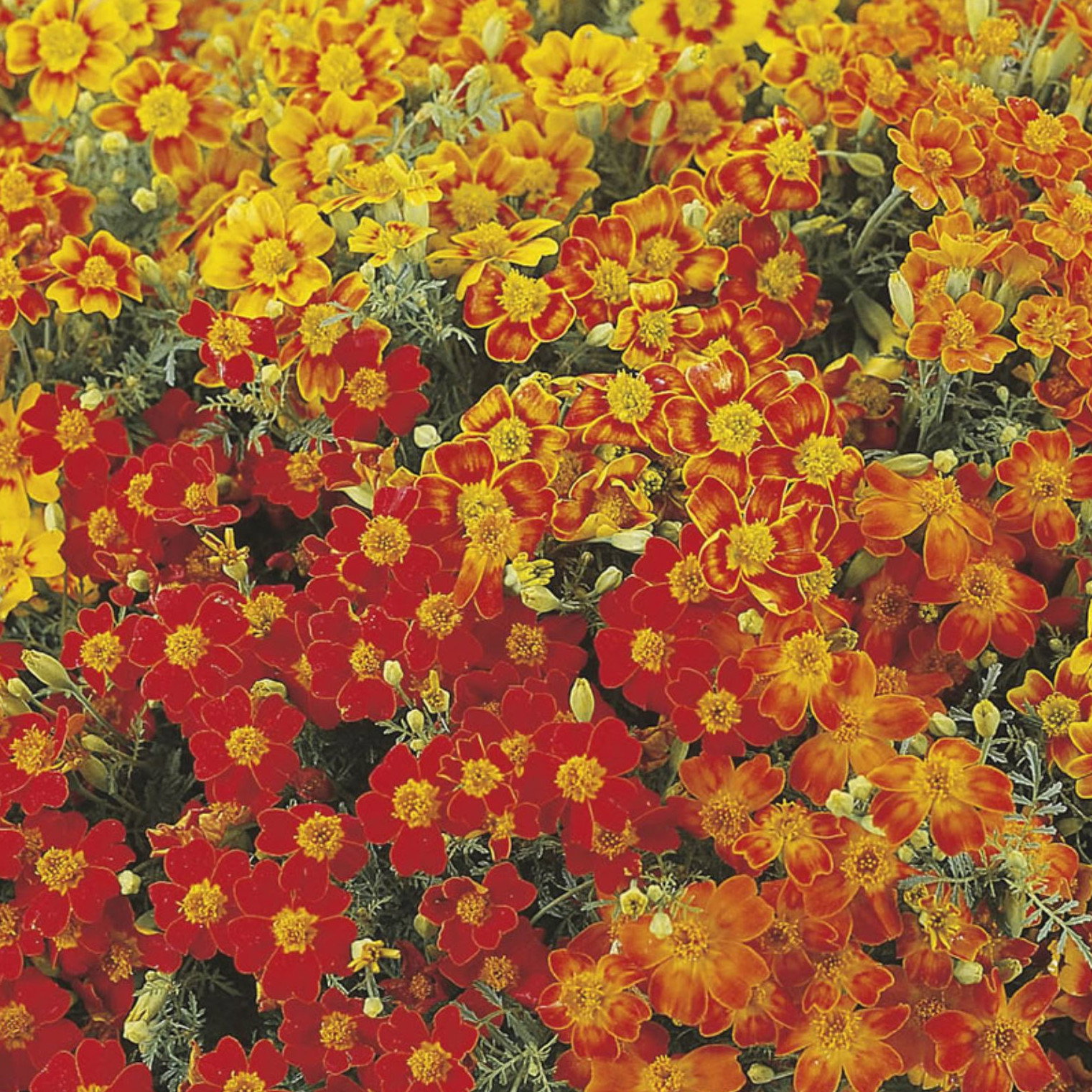 Tagetes Starfire Mix