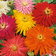 Zinnia Giant Cactus Flowered Mix