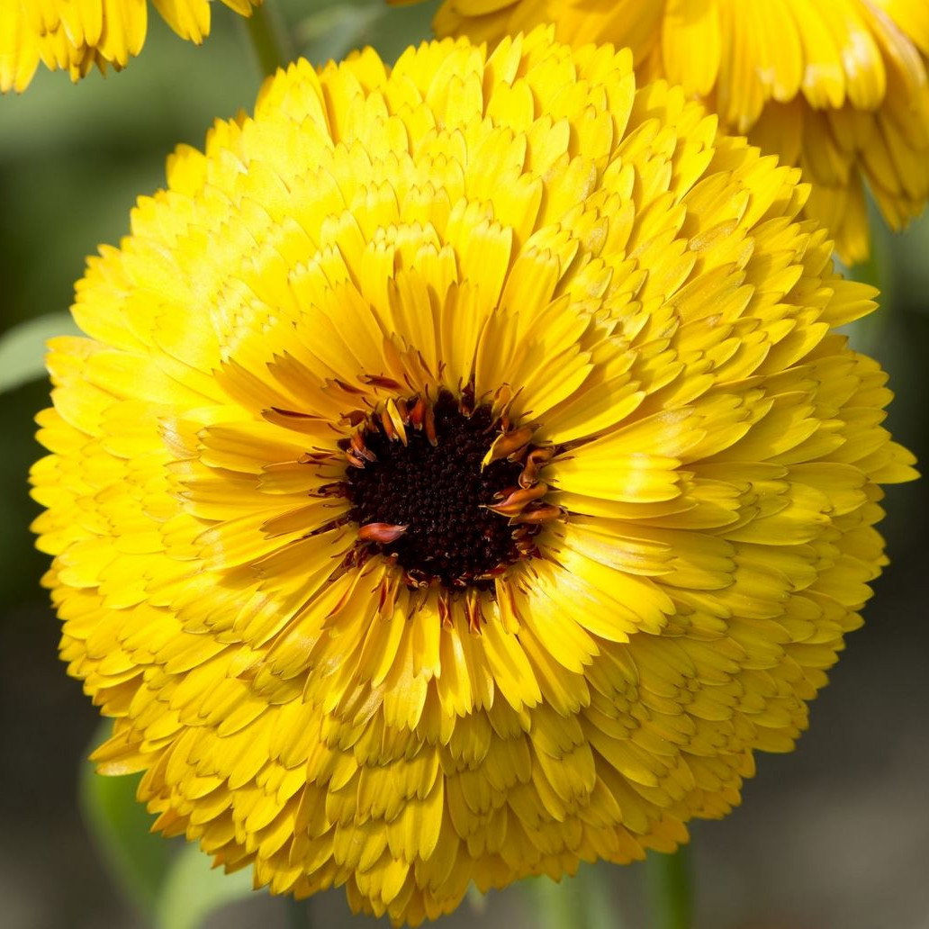 Calendula Bullseye