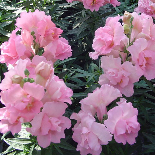 Antirrhinum Dwarf Twinny Rose