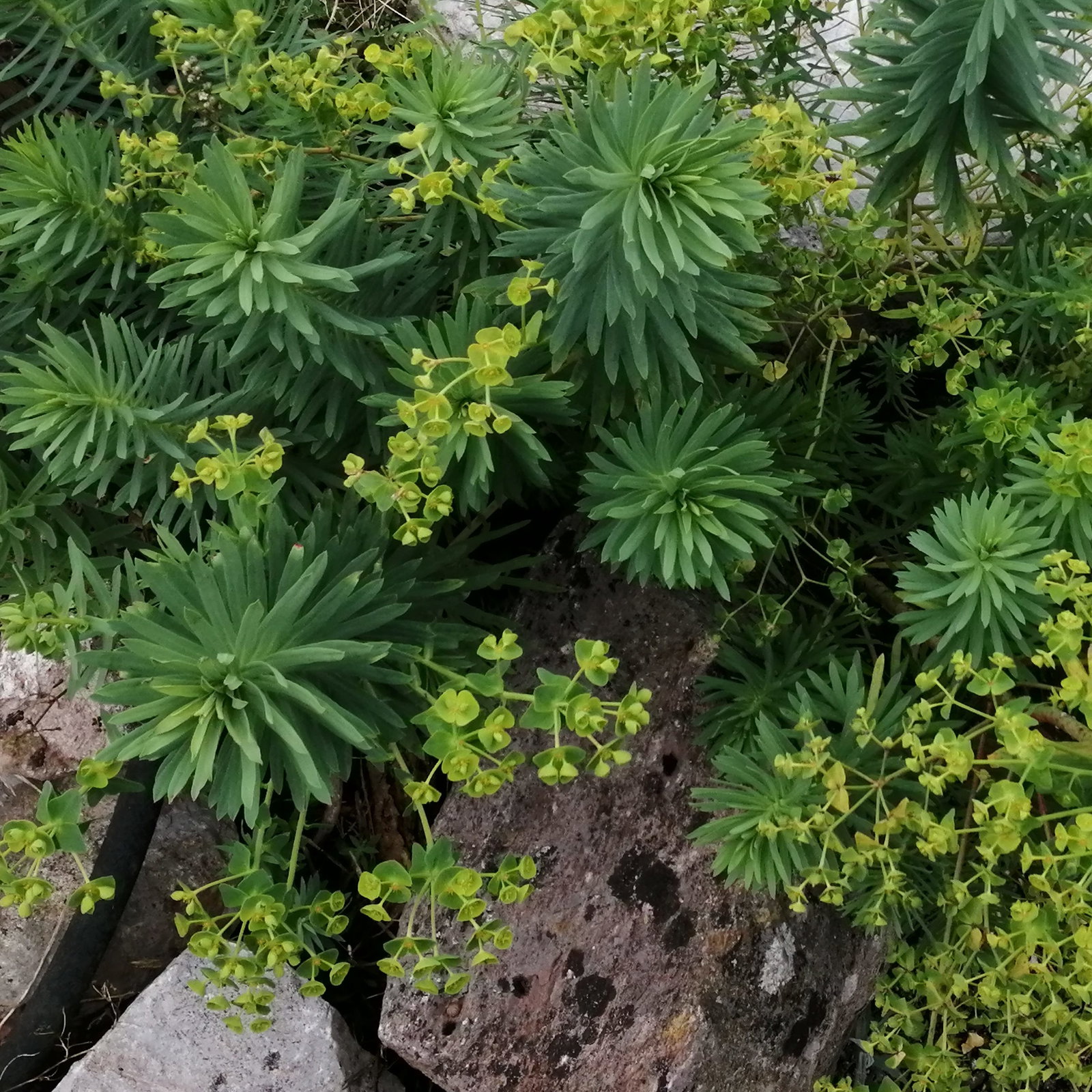 Euphorbia Blue Cushion