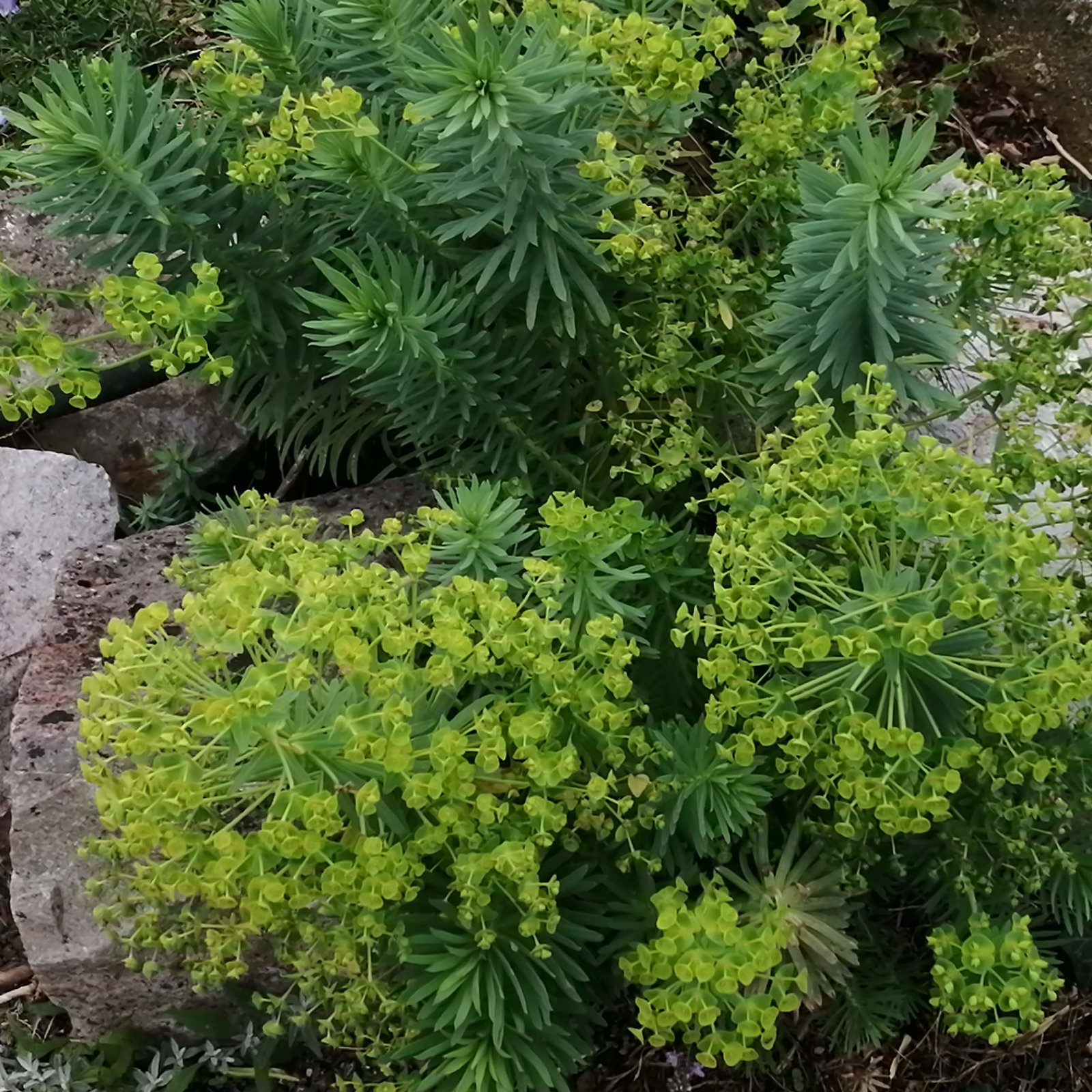 Euphorbia Blue Cushion